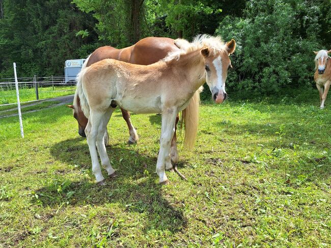 Haflingerhengstfohlen !!, Wolfgang Nepraunig, Horses For Sale, Arnoldstein, Image 3