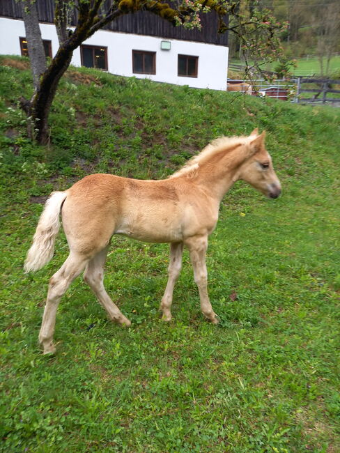 Haflingerhengstfohlen, Fam. Eiter, Horses For Sale, Jerzens, Image 2