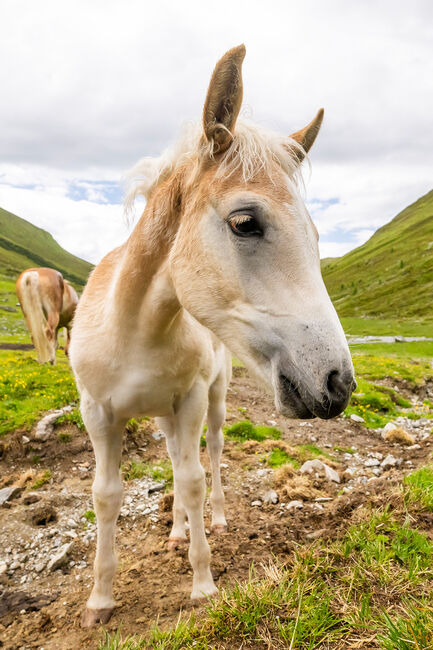 Haflinger Hengstfohlen, Marion Westreicher , Horses For Sale, Pfunds , Image 3