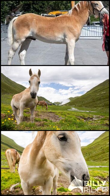 Haflinger Hengstfohlen, Marion Westreicher , Horses For Sale, Pfunds , Image 4