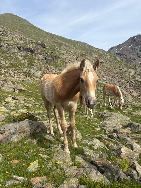 Haflinger Hengstfohlen, Isabella , Horses For Sale, See