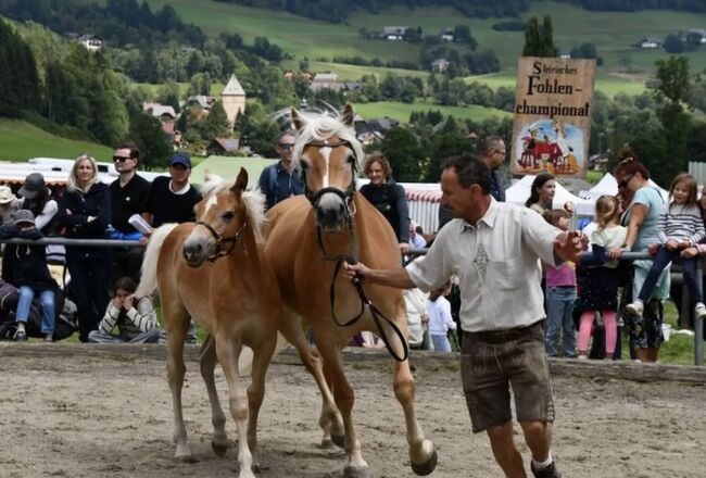 Haflingerhengstfohlen, Karin Steiner , Horses For Sale, St. Georgen ob Judenburg 