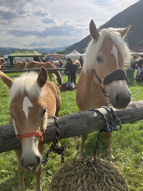 Haflingerhengstfohlen, Karin Steiner , Horses For Sale, St. Georgen ob Judenburg , Image 2