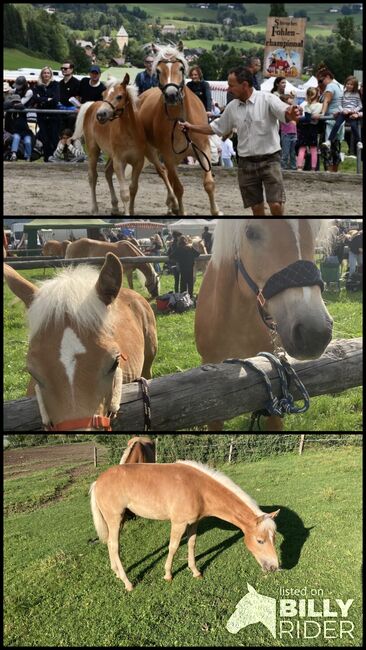 Haflingerhengstfohlen, Karin Steiner , Horses For Sale, St. Georgen ob Judenburg , Image 4