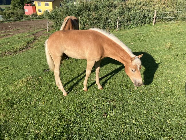 Haflingerhengstfohlen, Karin Steiner , Horses For Sale, St. Georgen ob Judenburg , Image 3