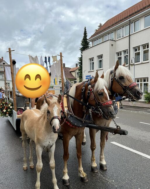 Haflinger Hengstfohlen, Martina Maier, Horses For Sale, Bad Grönenbach , Image 5