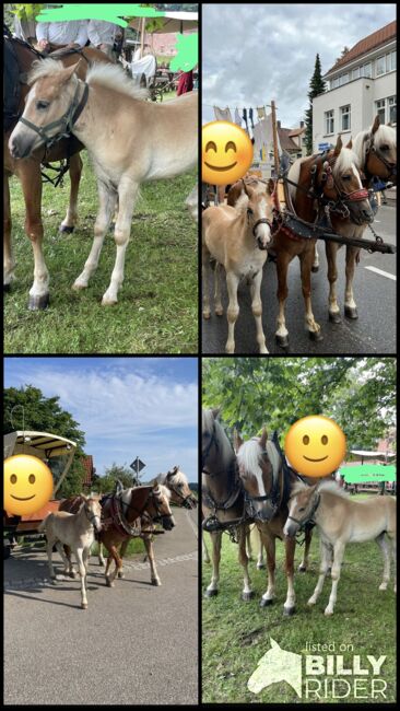 Haflinger Hengstfohlen, Martina Maier, Horses For Sale, Bad Grönenbach , Image 6