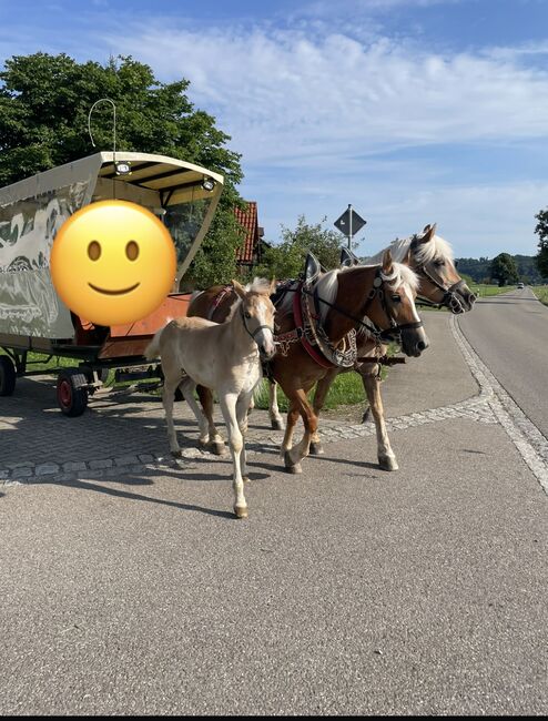 Haflinger Hengstfohlen, Martina Maier, Horses For Sale, Bad Grönenbach , Image 4