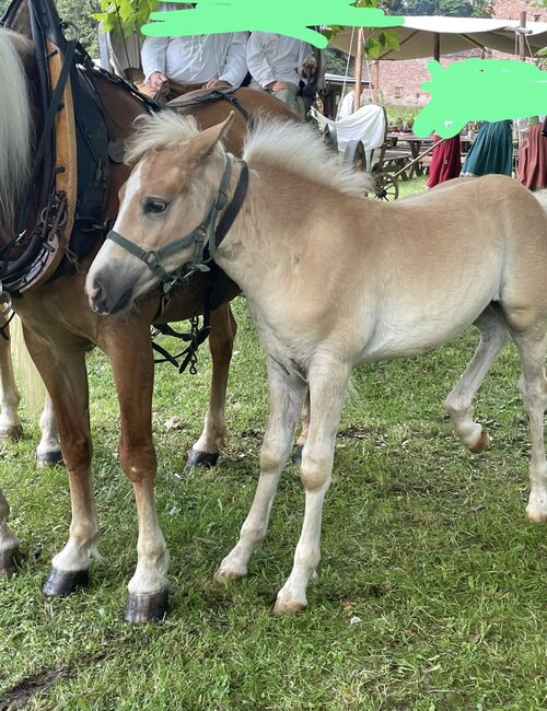 Haflinger Hengstfohlen, Martina Maier, Horses For Sale, Bad Grönenbach 