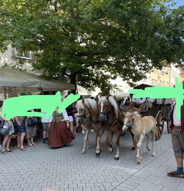 Haflinger Hengstfohlen, Martina Maier, Horses For Sale, Bad Grönenbach , Image 3