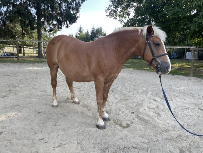 Haflinger für Freizeit, Szilard Nemeth, Konie na sprzedaż, Zalaegerszeg, Image 3