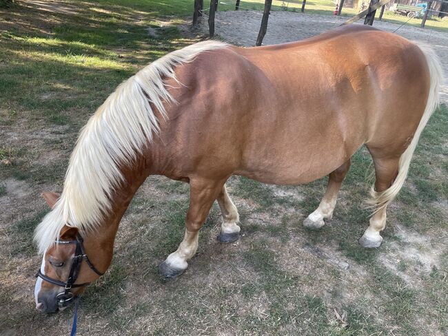 Haflinger für Freizeit, Szilard Nemeth, Konie na sprzedaż, Zalaegerszeg, Image 5