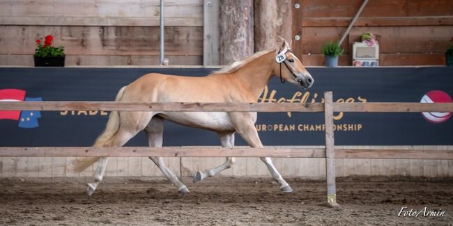 Haflinger-Traumstute, Katharina Lehmann (Pferdevermittlung Leus), Horses For Sale, Hafling, Image 3