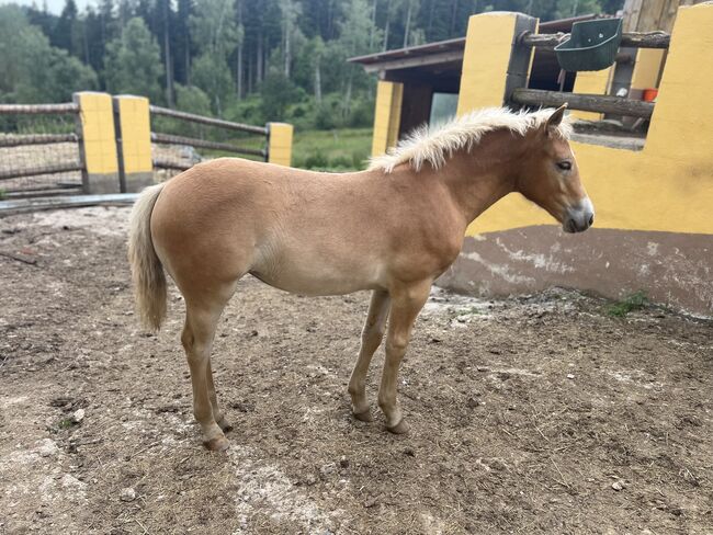 Stutfohlen Haflinger, Katharina Sneditz, Horses For Sale, Diex, Image 3