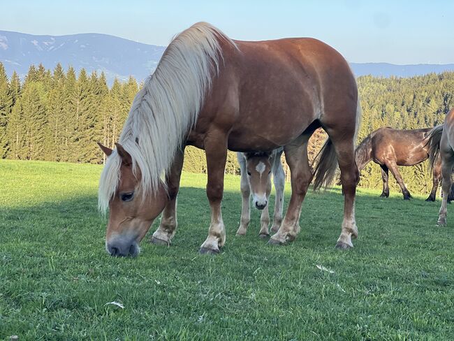 Stutfohlen Haflinger, Katharina Sneditz, Horses For Sale, Diex, Image 4