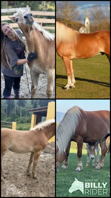 Stutfohlen Haflinger, Katharina Sneditz, Horses For Sale, Diex, Image 6