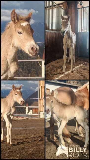 Haflinger Stutfohlen, Carina Thurner, Horses For Sale, Imsterberg, Image 5