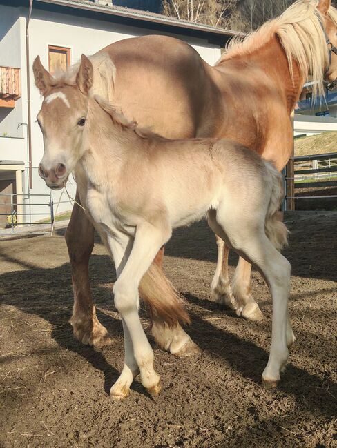 Haflinger Stutfohlen, Carina Thurner, Horses For Sale, Imsterberg, Image 4