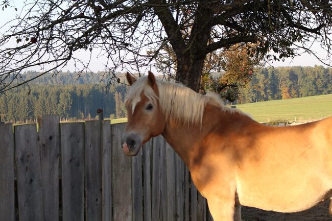 Haflinger- und Fjordwallach, 18 Jahre alt, Bea, Horses For Sale, Kleinschieder, Image 4