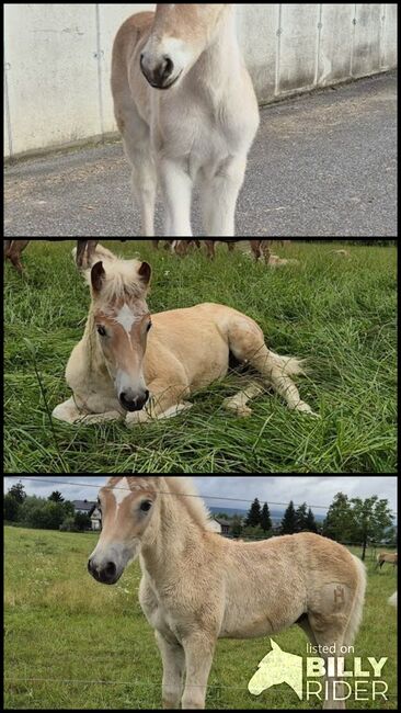 Haflinger Fohlen zu verkaufen, Sabine, Horses For Sale, Ybbs, Image 4