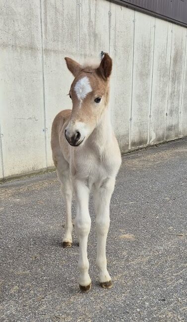 Haflinger Fohlen zu verkaufen, Sabine, Horses For Sale, Ybbs