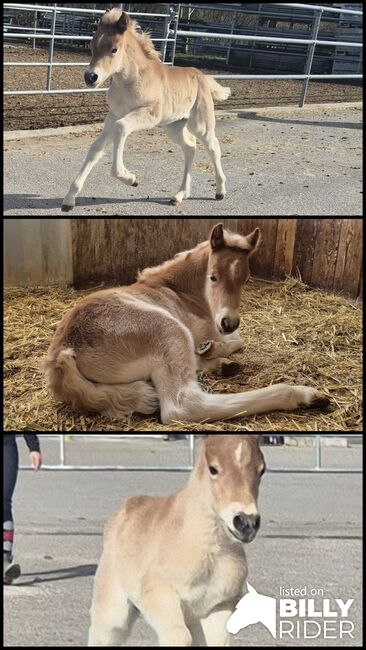 Haflinger Fohlen zu verkaufen, Sabine, Horses For Sale, Ybbs, Image 4