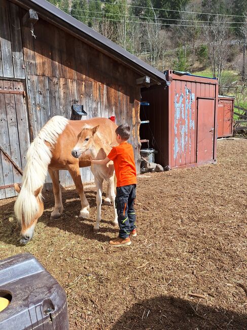 Haflingerfohlen, Fam. Eiter, Horses For Sale, Jerzens, Image 2