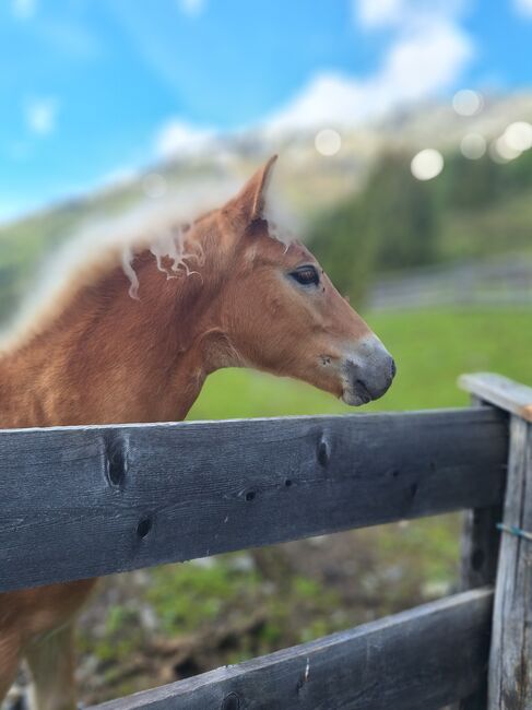 Haflingerfohlen, Fam. Eiter, Horses For Sale, Jerzens, Image 3