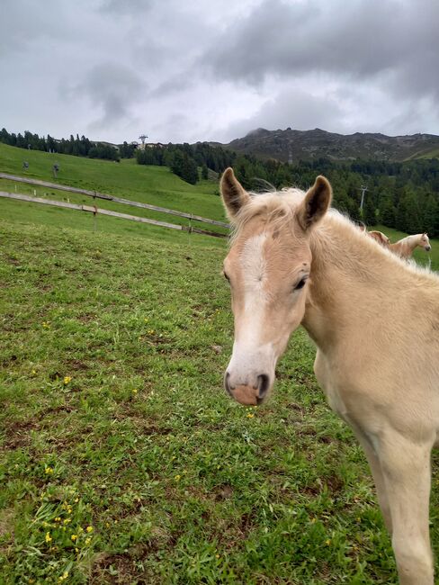 Haflingerhengstfohlen, Fam. Eiter, Horses For Sale, Jerzens, Image 2