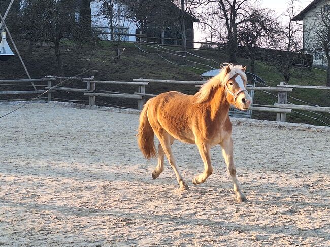 Haflinger Fohlen, Mario Haidinger, Horses For Sale, Rainbach, Image 2