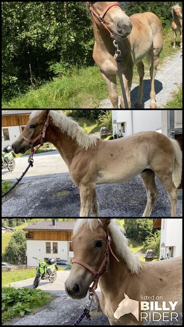 Haflinger-Hengstfohlen, Isabella , Horses For Sale, See, Image 4