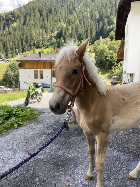 Haflinger-Hengstfohlen, Isabella , Horses For Sale, See, Image 3