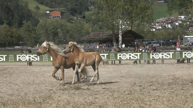 Haflinger stutfohlen, Holzknecht michael, Horses For Sale, St. Leonhard in Pass.