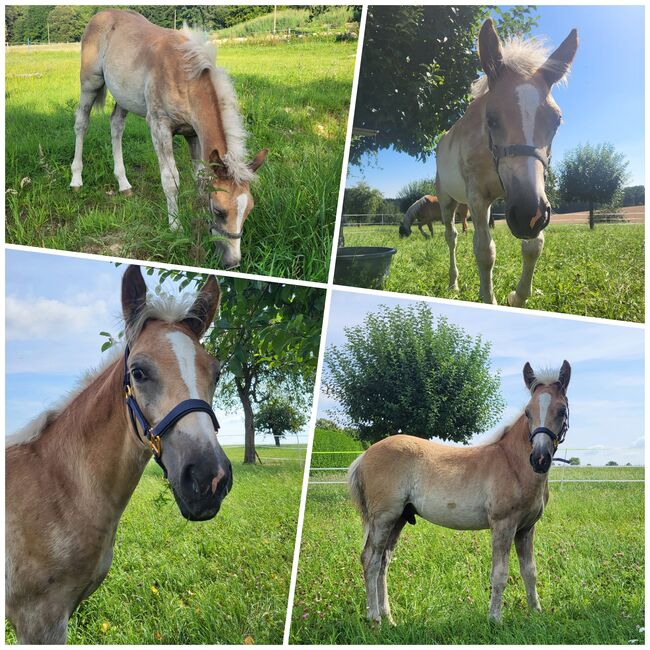 Haflinger fohlen, Marina Frank , Pferd kaufen, Ulm, Abbildung 2