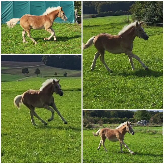 Haflinger fohlen, Marina Frank , Pferd kaufen, Ulm