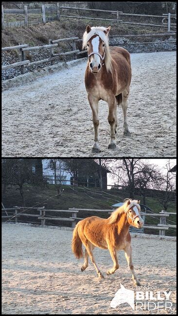 Haflinger Fohlen, Mario Haidinger, Pferd kaufen, Rainbach, Abbildung 3