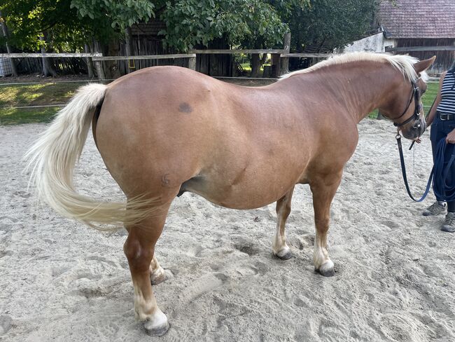 Haflinger für Freizeit, Szilard Nemeth, Horses For Sale, Zalaegerszeg, Image 6