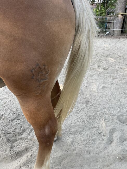 Haflinger für Freizeit, Szilard Nemeth, Pferd kaufen, Zalaegerszeg, Abbildung 4
