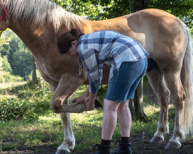 Haflinger Wallach, Annika Schreiner, Horses For Sale, Altenmarkt, Image 3