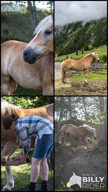 Haflinger Wallach, Annika Schreiner, Horses For Sale, Altenmarkt, Image 8