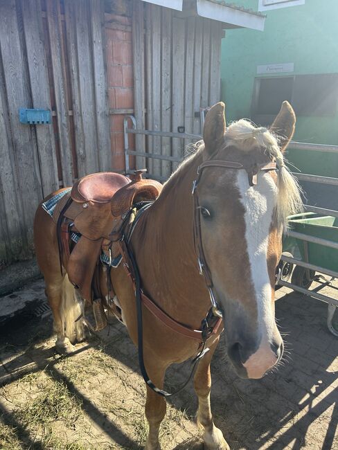Haflinger Wallach, Verena Schlichting, Horses For Sale, Braunau Neustadt