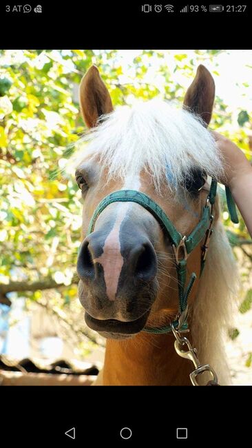 Haflinger Wallach, Isabella Fila, Horses For Sale, Grub im Wienerwald , Image 3