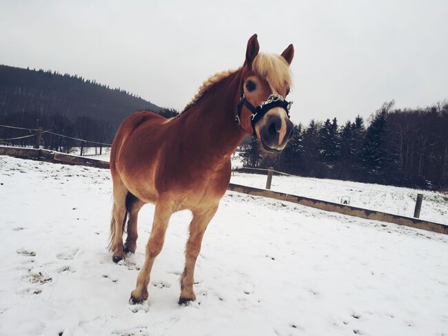 Haflinger Wallach, Isabella Fila, Horses For Sale, Grub im Wienerwald , Image 5