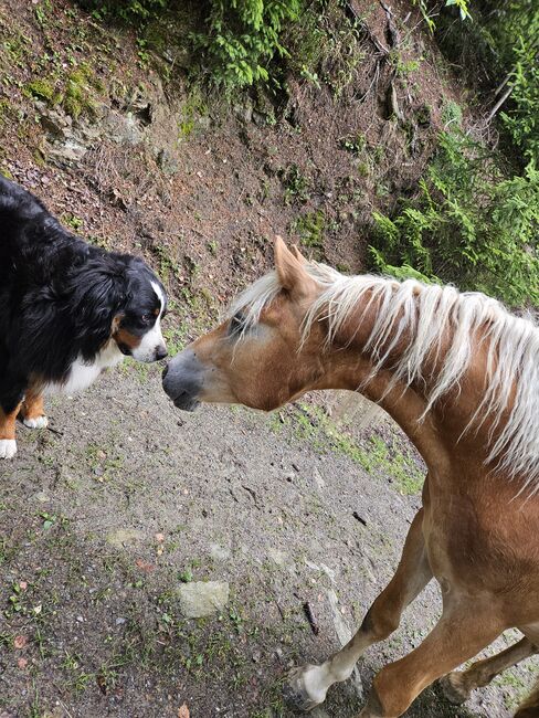 Haflinger Wallach, Tamara, Horses For Sale, Hinterberg, Image 4