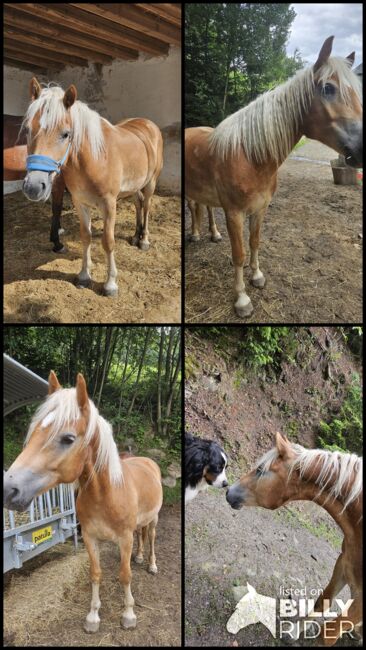 Haflinger Wallach, Tamara, Horses For Sale, Hinterberg, Image 7