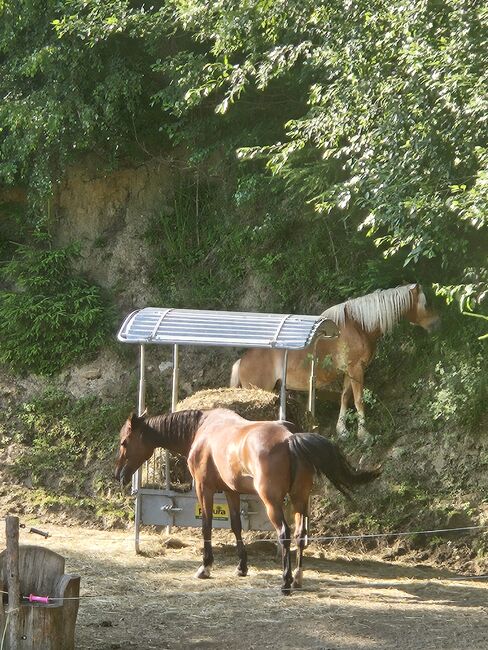Haflinger Wallach, Tamara, Horses For Sale, Hinterberg, Image 5