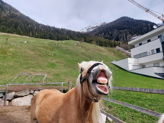 Haflinger Wallach, Jasi, Horses For Sale, Ischgl, Image 2