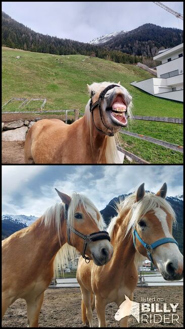 Haflinger Wallach, Jasi, Horses For Sale, Ischgl, Image 3