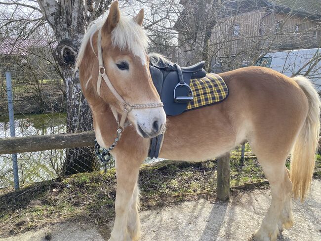 Haflinger Wallach, Marie, Horses For Sale, Ohlsdorf 