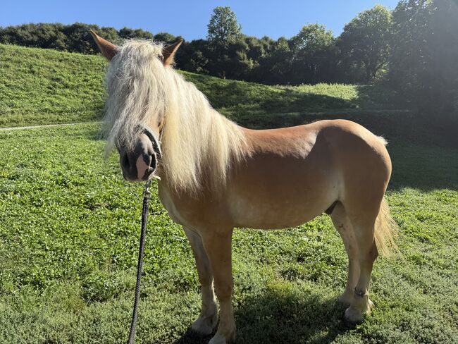 Haflinger Wallach, Tina Schuh, Horses For Sale, Riedlingsdorf, Image 3